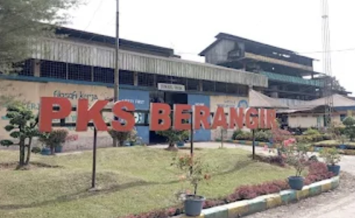 Duga Panen Buah Mentah di PTPN IV Brangir, AMMBER Desak PKS Lebih Teliti Tolak TBS Tidak Layak