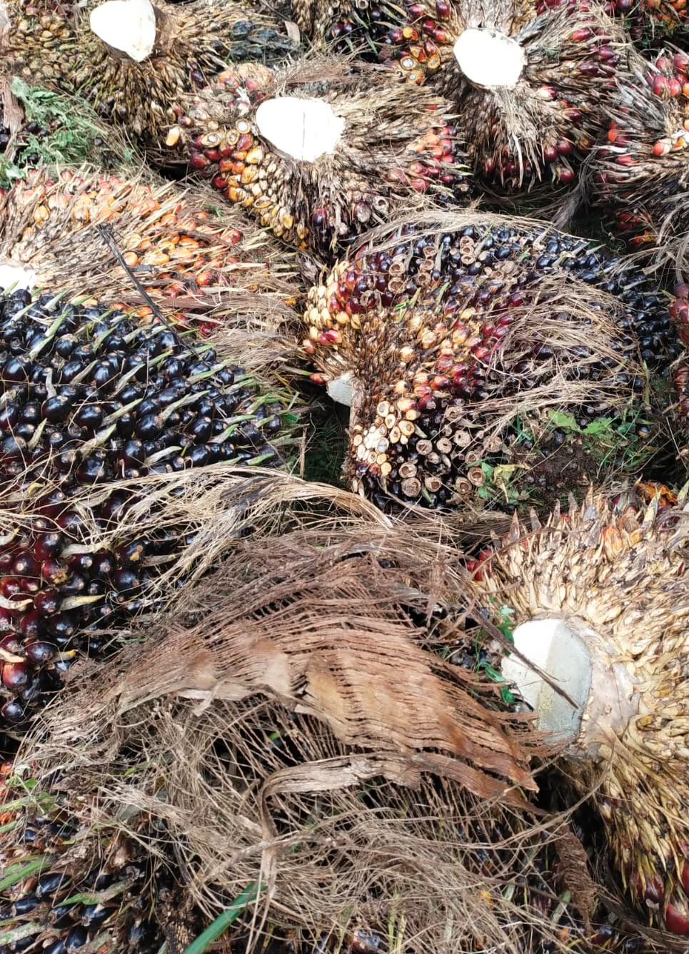 PTPN IV Kebun Brangir Labura Disorot Warga, Diduga Panen Buah Sawit Mentah